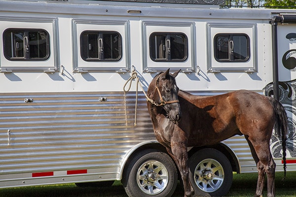 A horse standing in front of a horse trailer.